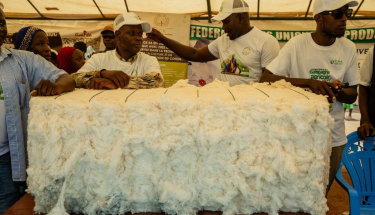 La filière coton érigée au cœur des priorités nationales en Guinée