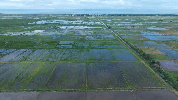 La Guinée mise sur le riz hybride pour réduire sa dépendance aux importations