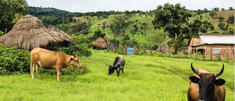 La Guinée veut transformer son potentiel pastoral en véritable valeur économique