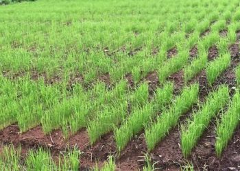 Les rendements rizicoles passent de 1 à 4 tonnes par hectare dans 3 zones de Guinée