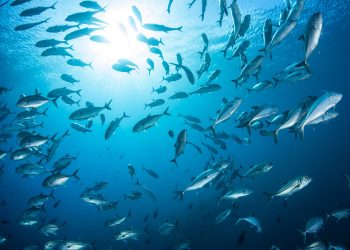 Après 29 ans, la Guinée fixe un nouveau cadre pour la pêche maritime