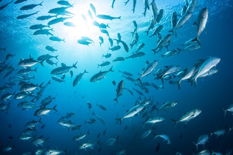 Après 29 ans, la Guinée fixe un nouveau cadre pour la pêche maritime