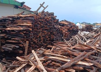 La filière bois reprend ses activités après le repos biologique