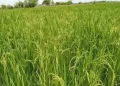 le riz, l’anacarde et l’arachide au cœur d’un projet agro-industriel à Boké